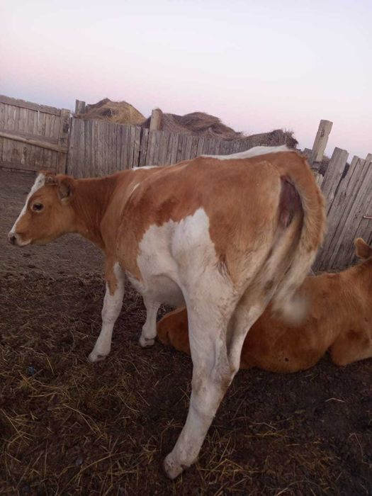 Срочно продам тёлочку