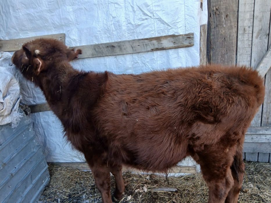 Бұзау ерекек бұқа