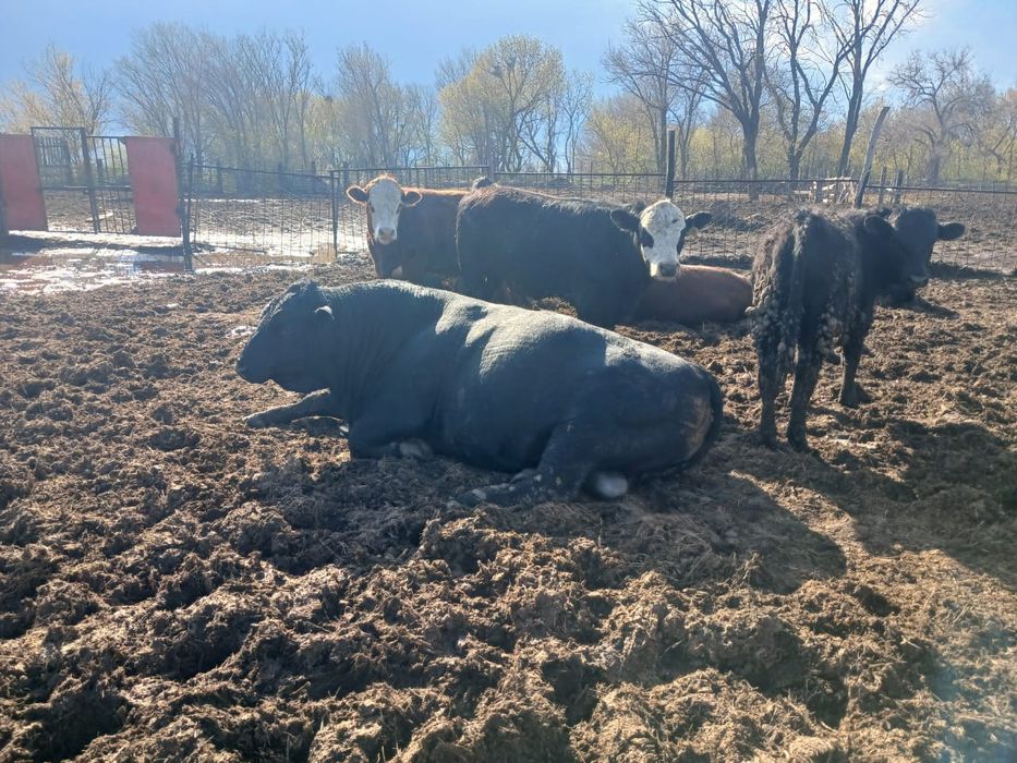 Продам быков ангусов