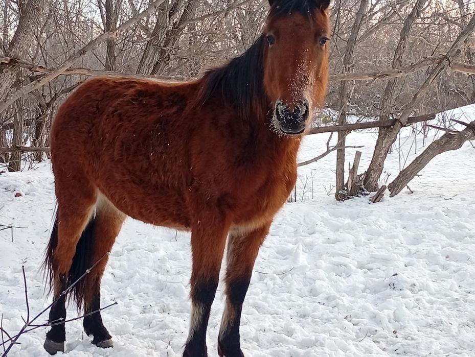 Продам молодых кобылок