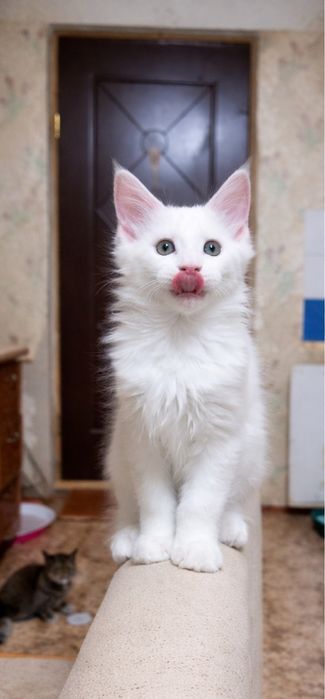 Шикарные  Мейн Куны.