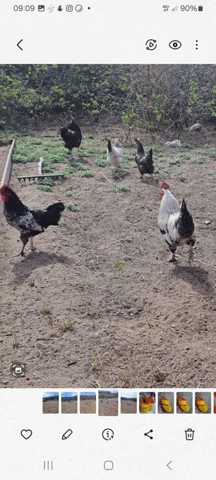 Әтештер сатылады