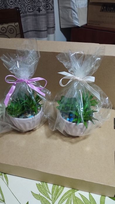 Продаю искусственные сакуленты в горшочке