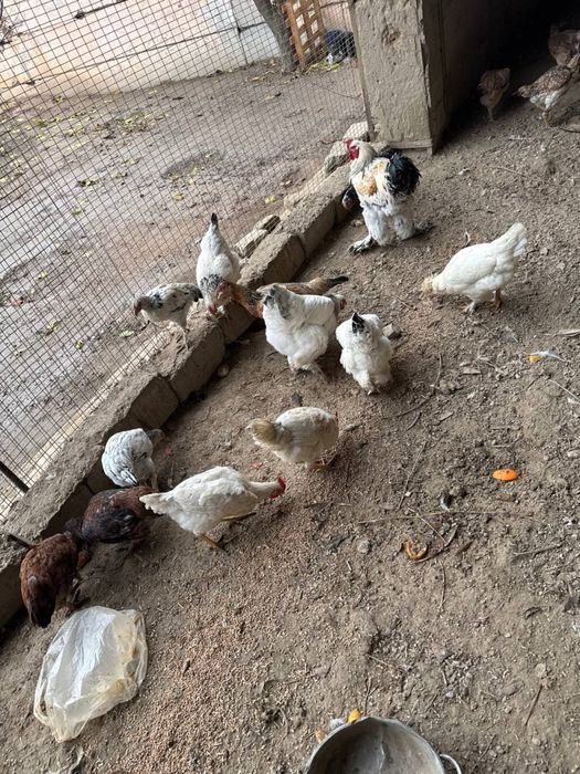 Куры несушки молодые