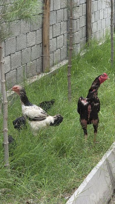 Макиён корейский 5 тулак