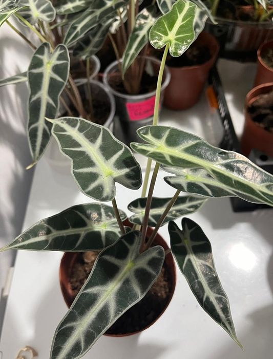 Комнатные растения