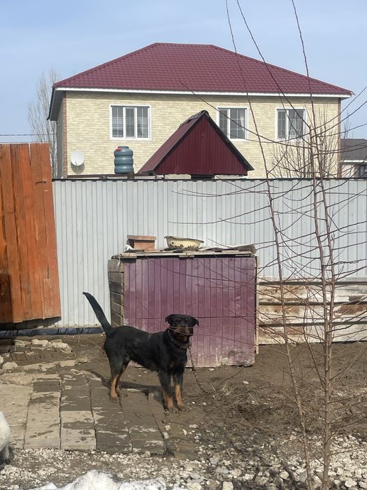 продам собаку ротвейлер