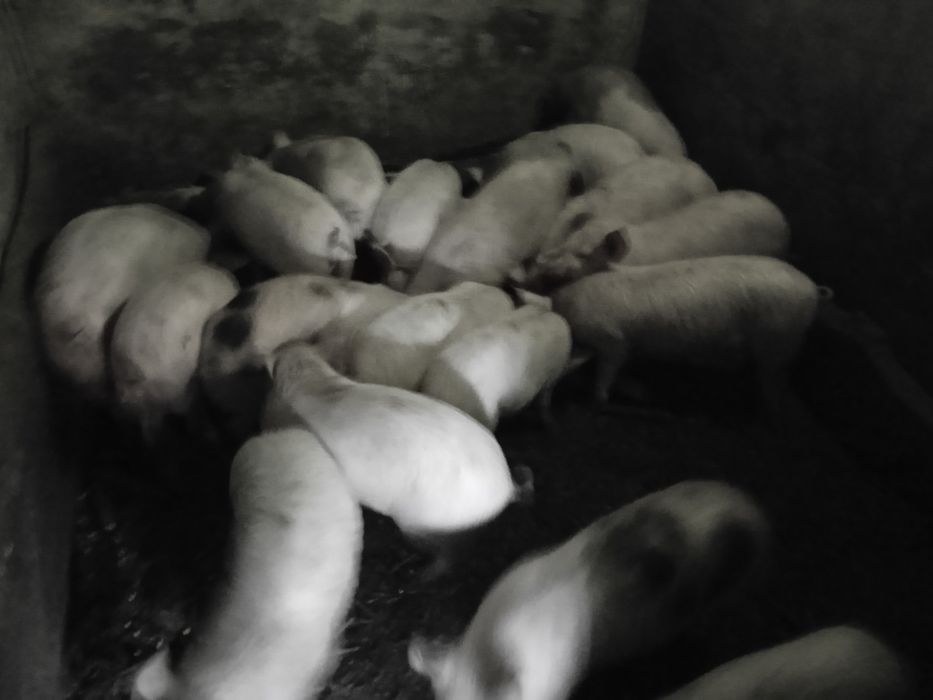 Vând curcanii și curci