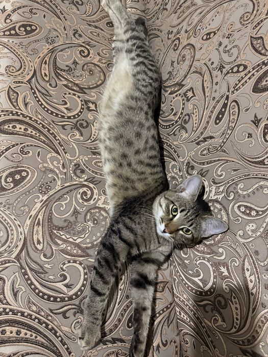 Отдам в хорошие руки , котенка