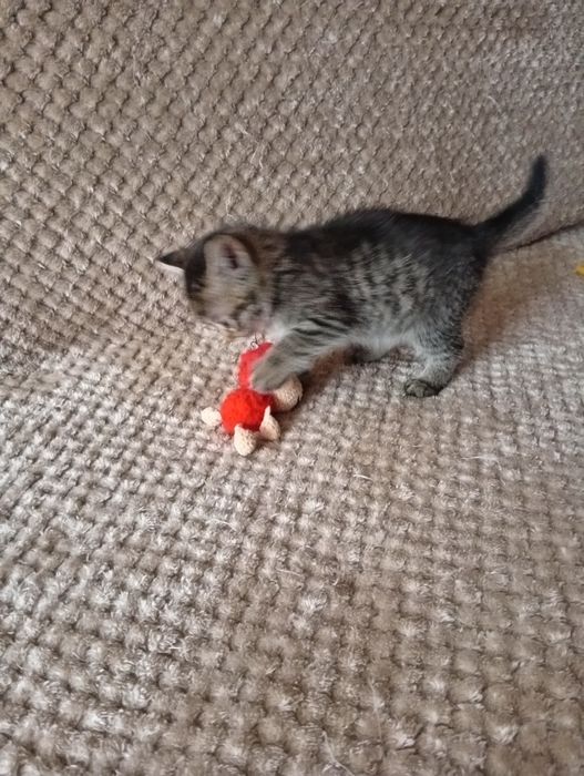 Отдам  котёнка девочка