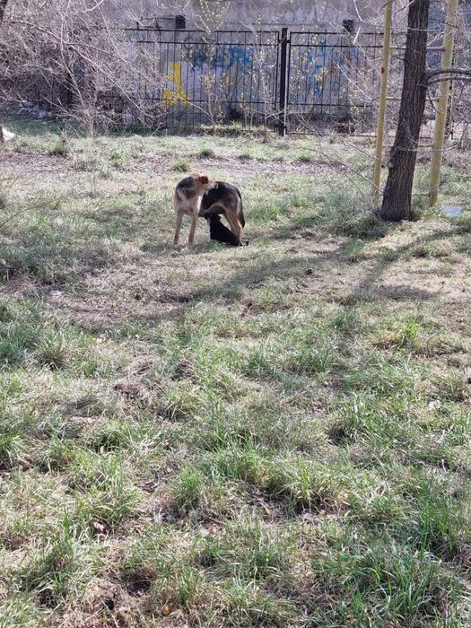 Пристраиваются щенки