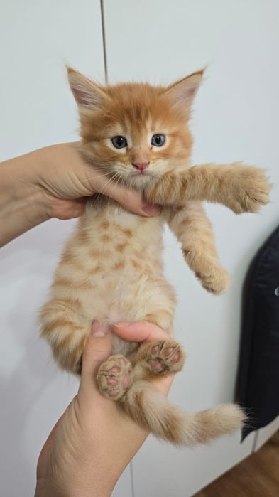 Продаю котят Мейн куна