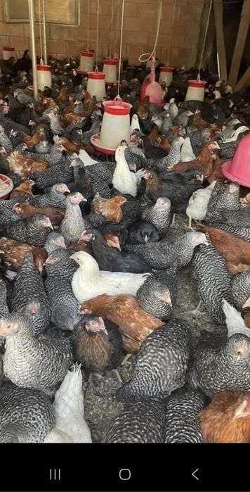 Pui de carne si rasa mixta