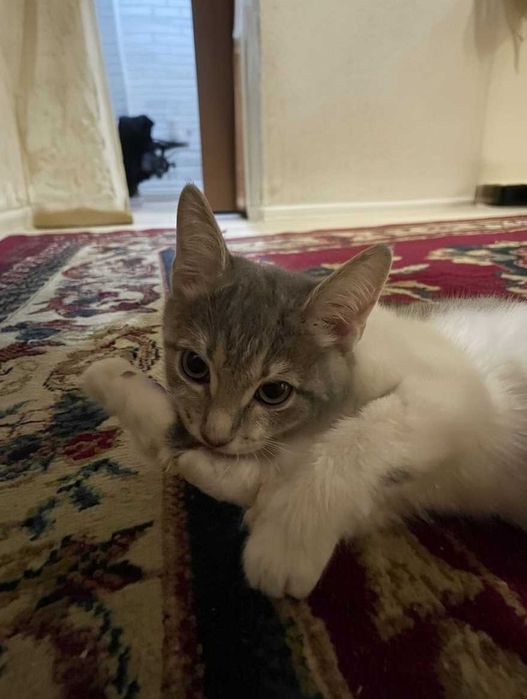 Котенок ищет дом