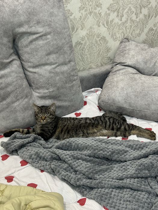 Отдам кота в добрые руки