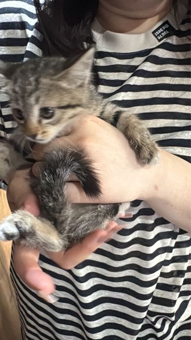 Котёнок бесплатно