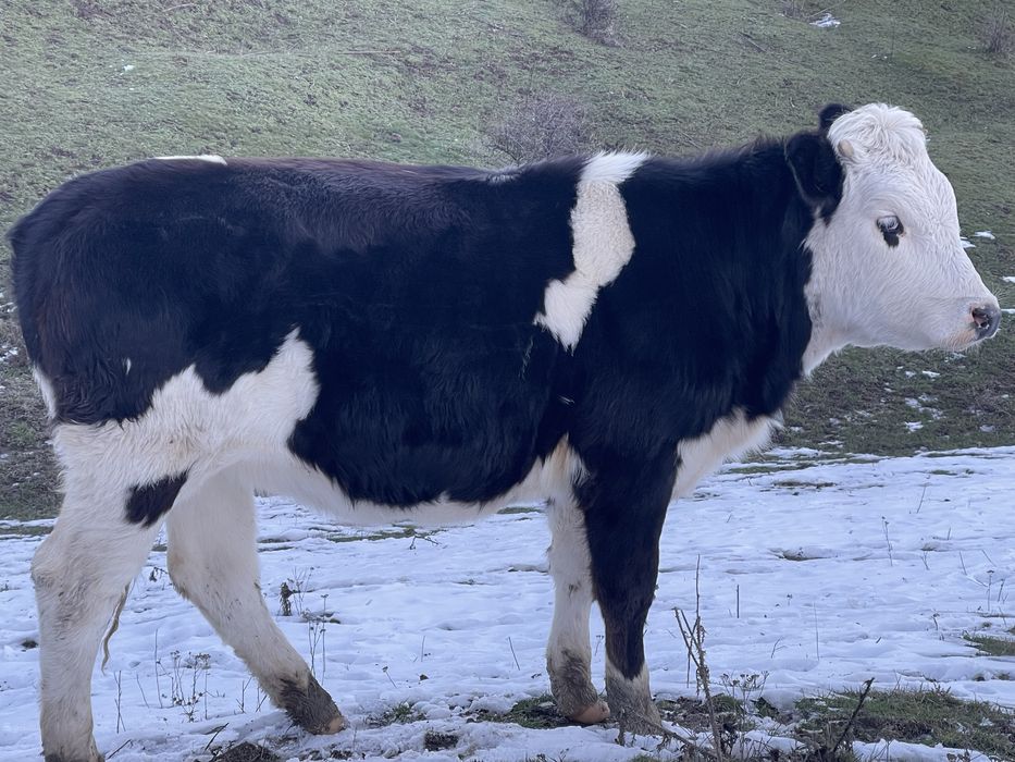 Manzate Vitele vaca