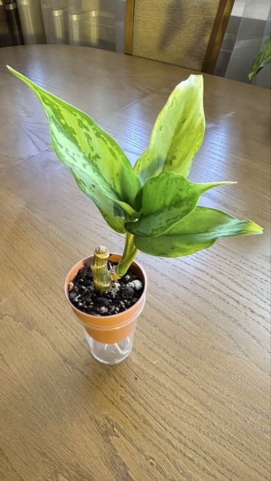 Аглаонема Фридман крупнолистная, Гибискус