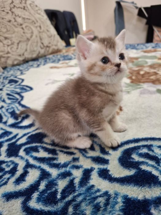 Золотистый шотландский котенок