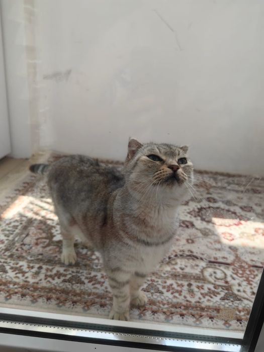 Кошка вислоухая