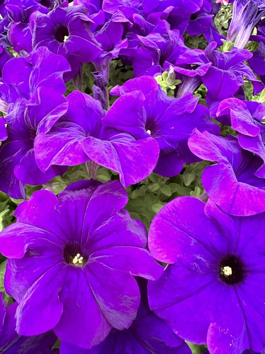 Петуния рассада оптом