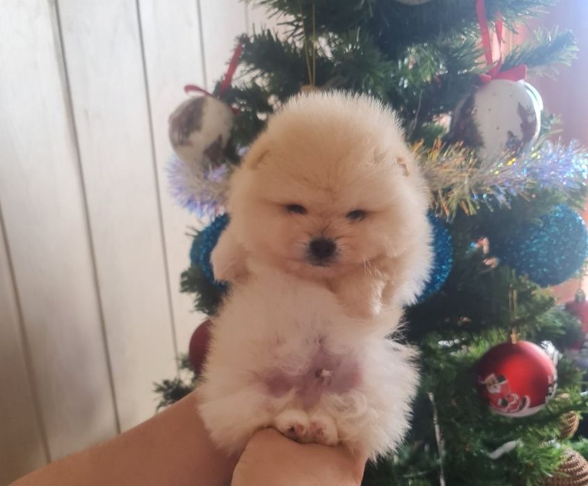 Мини мъжки померан