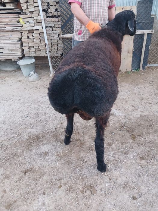 Қошқар сатылады 130мың тг