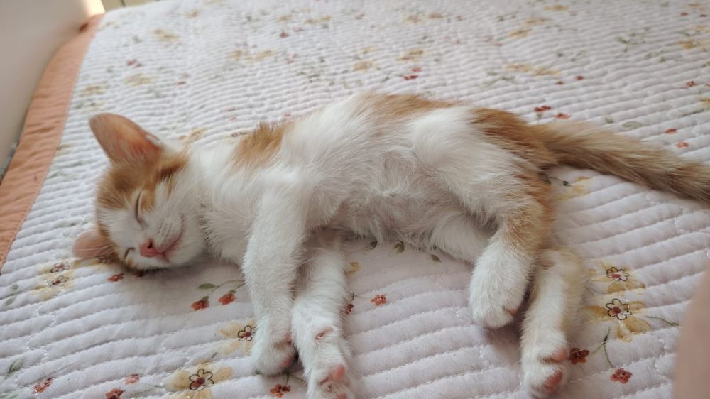 Котята, маргаулар