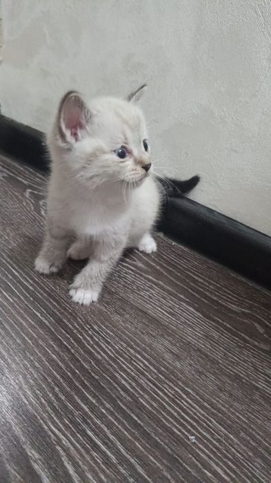 Котята 1.5 месяца