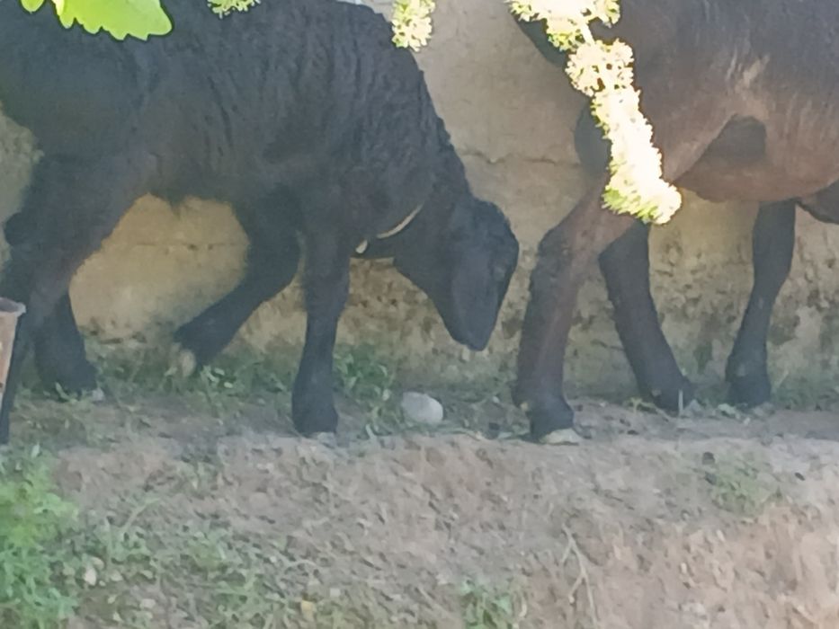 Qoʻy sotiladi ena bola