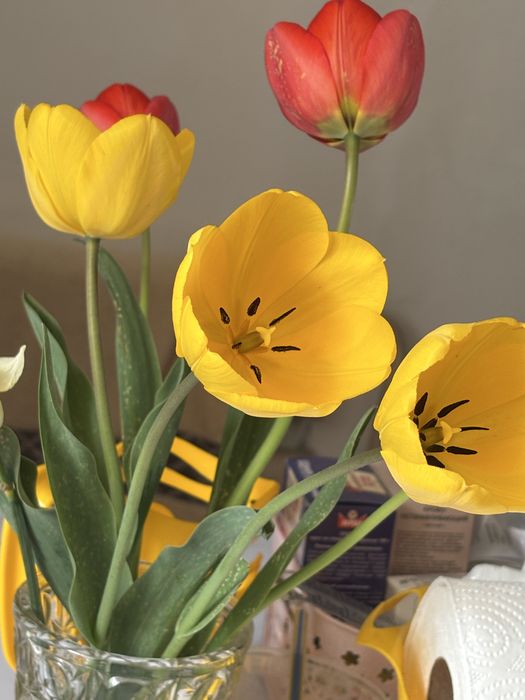 Продам тюльпаны