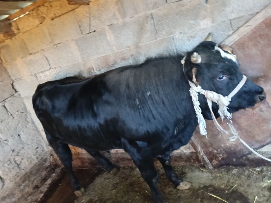 Бұқа сатылады 7 ай байланған