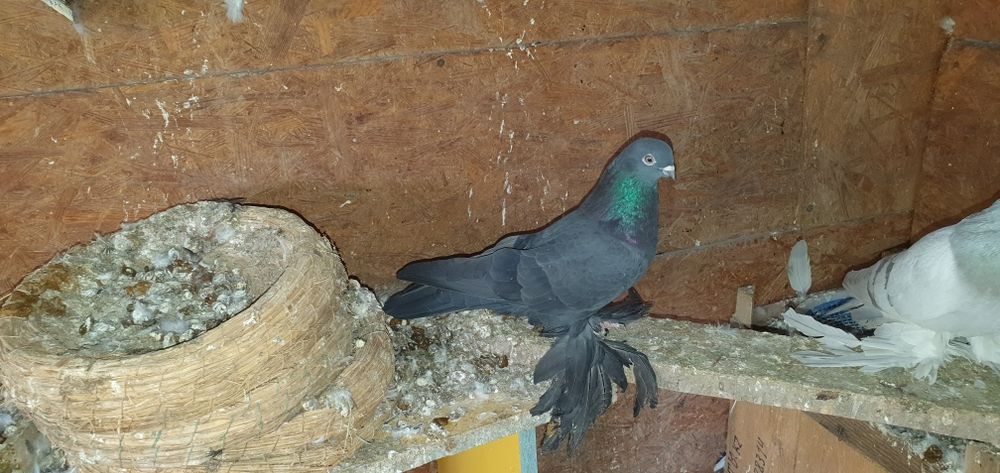 Голуби бойные разных мастей