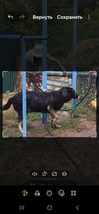 Пропала собака овчарка