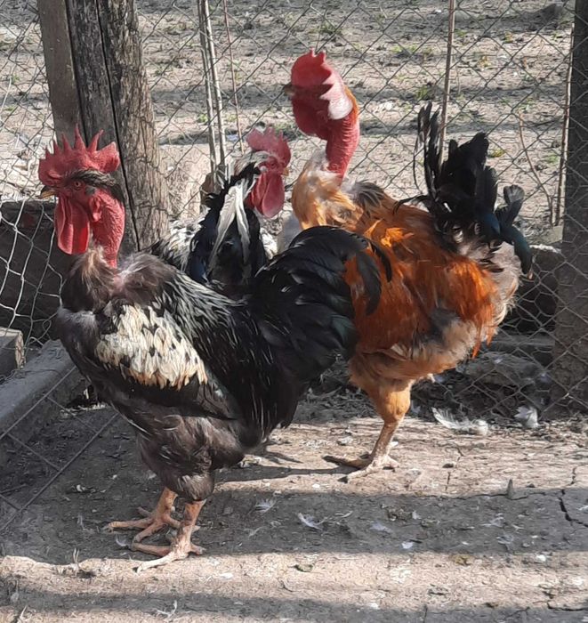 Vand cocoși rasa mixta 1 an