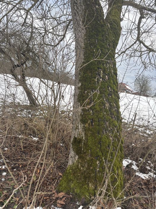 Vand doi nuci perfecti de lucru