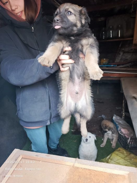 Отдадим в добрые руки щенков