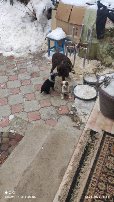 Отдадим в добрые руки щенят,мальчики и девочки.