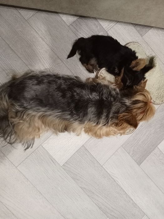 Йоркширский терьер