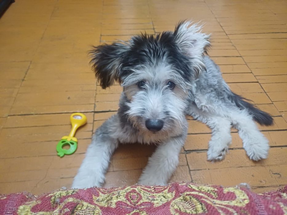 Собака бесплатно