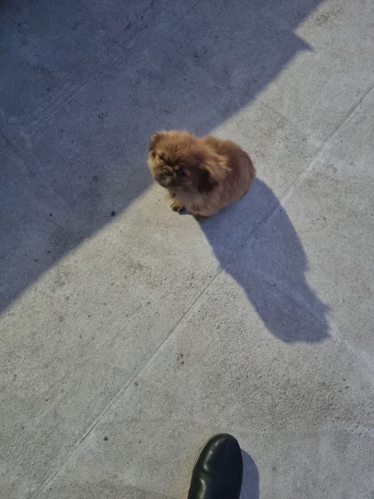 Продаётся пекинес