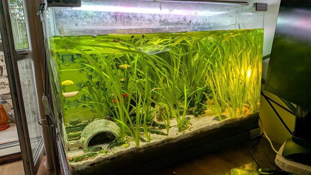 Acvariu sticla curbata 85L (60 x 37 x 40 CM) complet echipat, cu filtru extern