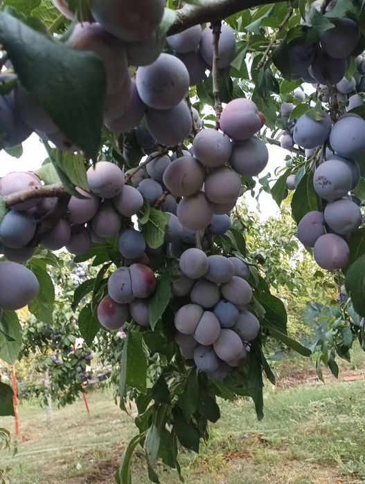 Prune Anaspet de vanzare
