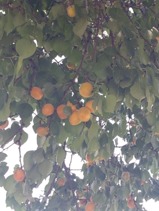 Своя дача 2-х этажная в новбахоре 4комн. душ,туалет внутри