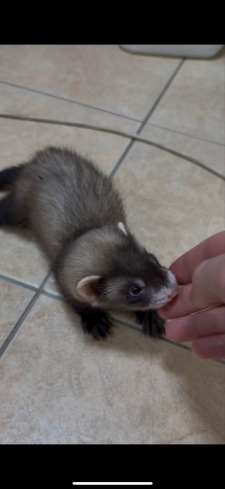 Продам хорьков полтора месяца