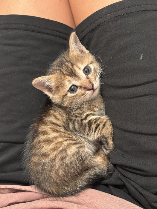 Котята котики марғаулар мысық