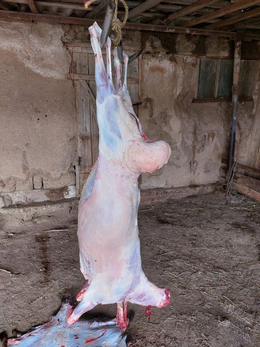 Семиз койлар сектор сатылады 2,3,4, жылдыктар