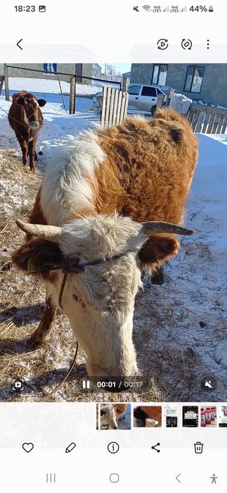 Құнажын қашар сатылады