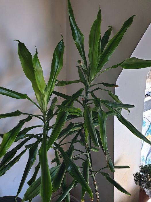 Продавам различни цветя