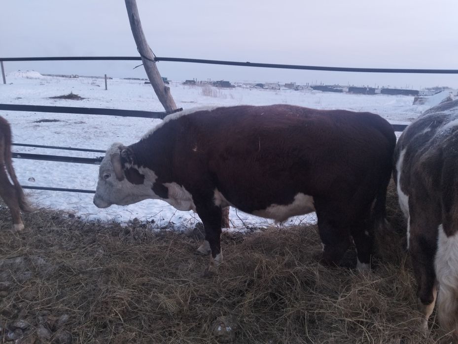 Бұқалар сатылады